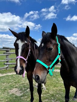 Vodeodolna ohlavka - 3