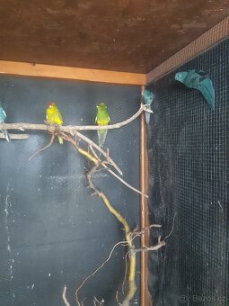 kakariky - 3