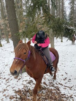 Kobyla slezský norik - 3