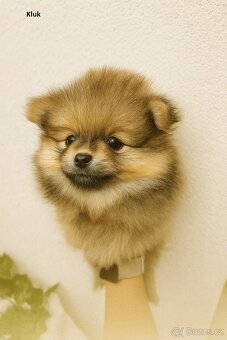 Štěňátka - Pomeranian - 3
