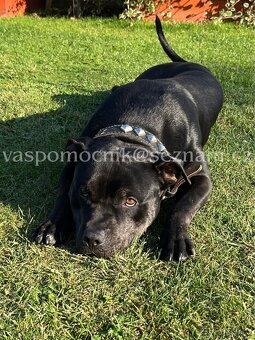 Pitbull ke krytí - 3