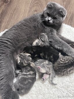 Britská krátkosrstá kočička - 3