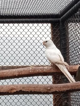 Papoušek zpěvavý - 3