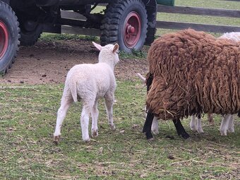 Jehňata beránky - 3