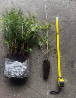 Obalovane Sazenice do lesa. Doprava ZDARMA - 3