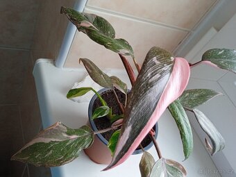 PHILODENDRON RŮŽOVÁ PRINCEZNA - 3