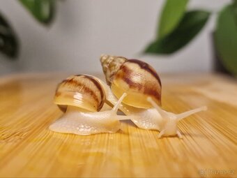 Lissachatina Fulica Jade - 3