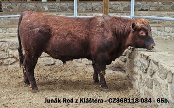 Plemenní býci Aberdeen Angus - II.turnus 2025 - 3