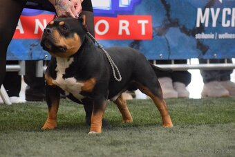 American Bully Pocket- Standart - 3