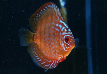 Terčovci - discus - Curipera - 3