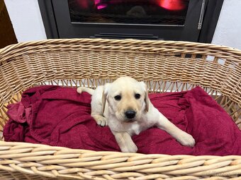 Labradorský retriever bez PP - 3