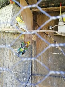 Papoušek zpěvavý - 3