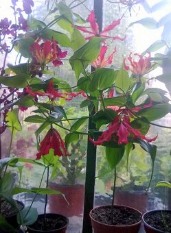 Gloriosa Rothschildiana - 3