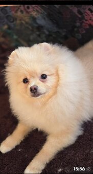 Pomeranian mini - 3