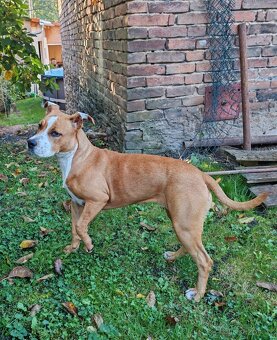 americký stafordšírský teriér - 3