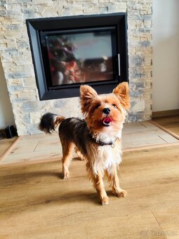 Jorkšírský teriér - krytí/připuštění, NENÍ NA PRODEJ - 3