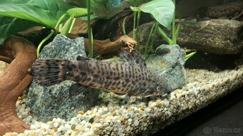 Panceřniček kropenaty - 3