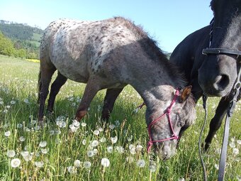 Prodám pony klisnu - včetně vybavení - 3