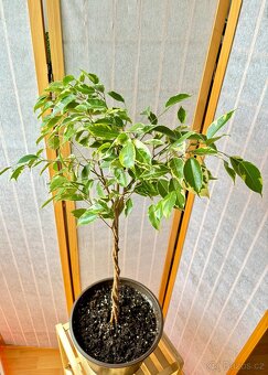 Ficus benjamina - 3