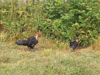 Kohouti Sasex,Marans,Holokrčka,Kočinka,Staroangl.bojovnice - 3