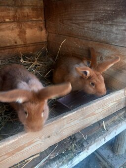 Novozélandský červený - 3