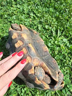 Želva Uhliřska - 3