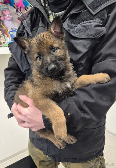 ŠTĚNĚ NĚMECKÝ OVČÁK - 3