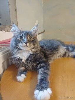 Mainská mývalí - 3