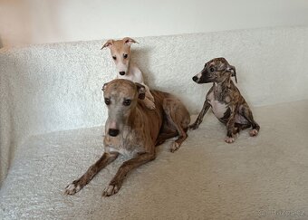 Vipet/Whippet/ - štěňátka s PP - 3