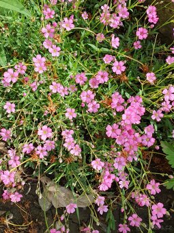 Šater plazivý, růžový - 3