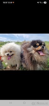 Daruji 2 psi kluky - 3