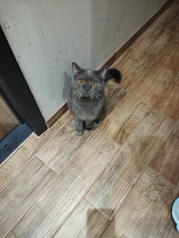 Britský kocour ke krytí - 3