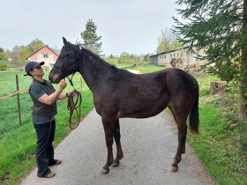 Appaloosa klisna - 3