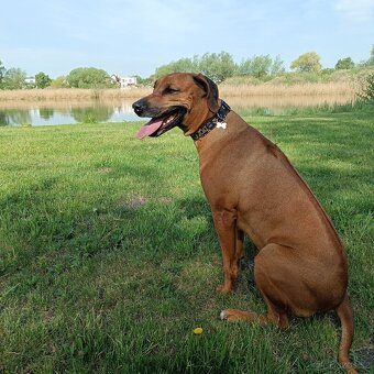 Rhodéský ridgeback - hledáme psa pro krytí - 3