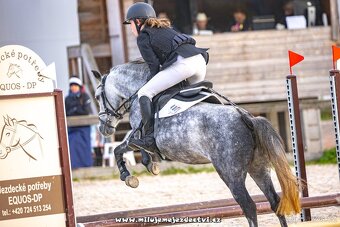 Pony klisna do sportu 7 let/ 125 KVH kat. S - 3