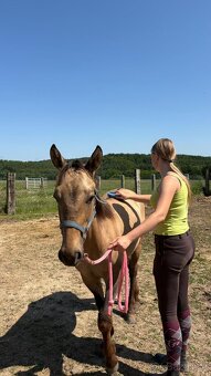 Hřebec appaloosa x QH - 3