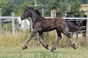 Pasha - hřebeček fellský pony x fríský kůň - 3