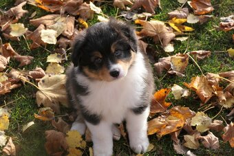 Australský ovčák s PP - 3