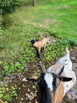 Holandská zakrslá kůzlata - 3