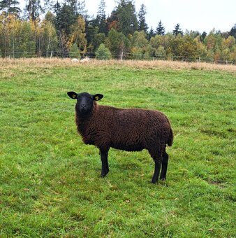 Jehničky - Texel + Zwartbles - 3