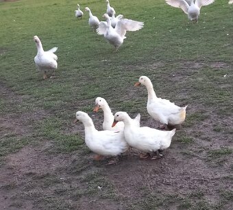 Kachna pekingská - 3