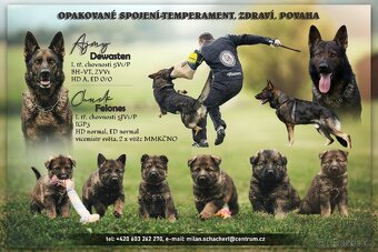 Vlkošedé štěně německého ovčáka - 3