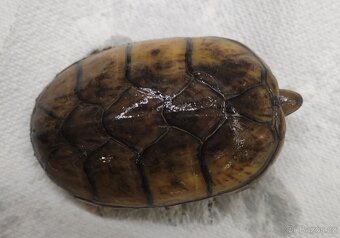 Klapavka obecná + vybavení. - 3