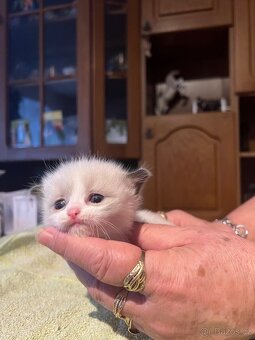 Rezervace koťat - 3