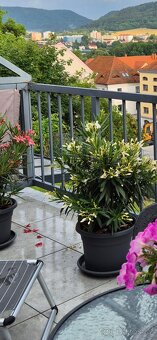 2× VZROSTLÝ OLEANDR cca 105 cm - 3