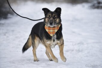 Erbo hledá domov - 3