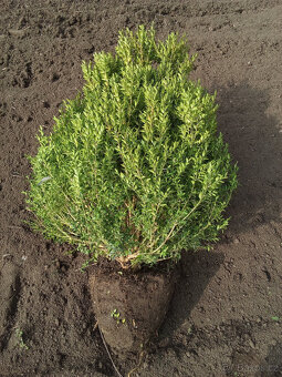 Buxus - 3