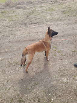 BO Malinois s PP - 3