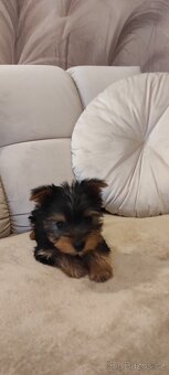Yorkshire terrier prodám štěňata s PP jorkšír - 3