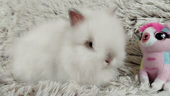 Zakrslý králík, králíček-(TEDDY)-HEIDY - 3